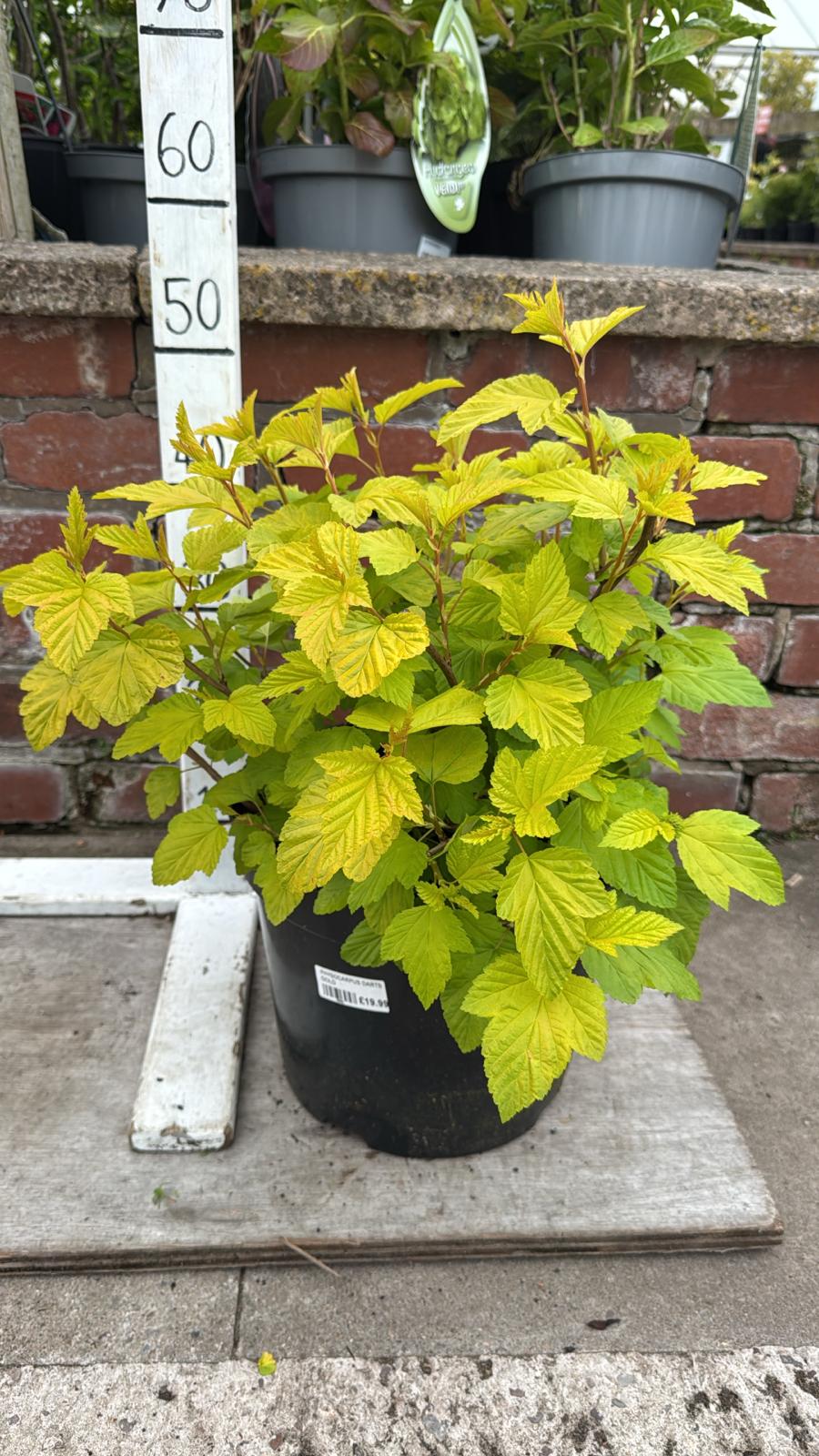 Physocarpus Opulifolius 'Dart's Gold'.10L