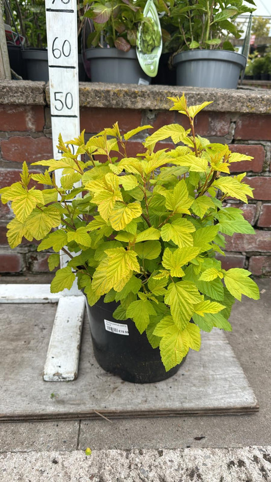 Physocarpus Opulifolius 'Dart's Gold'.10L