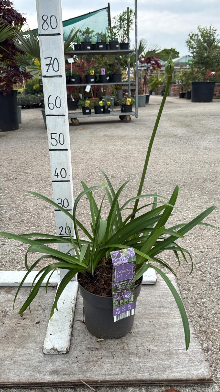 Agapanthus 'Poppin Purple' 3L