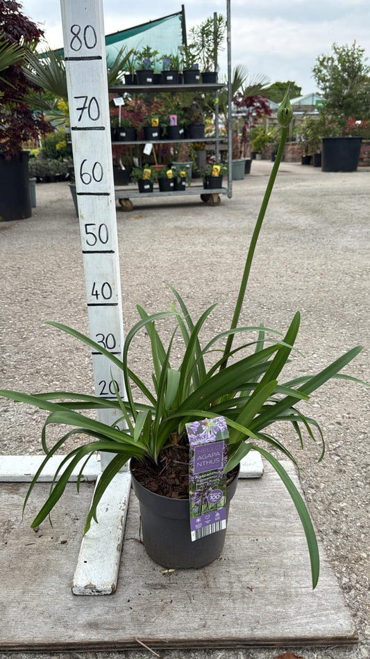 Agapanthus 'Poppin Purple' 3L
