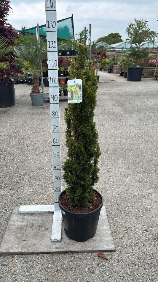 Taxus Baccata 'Fastigata Aurea' 12L