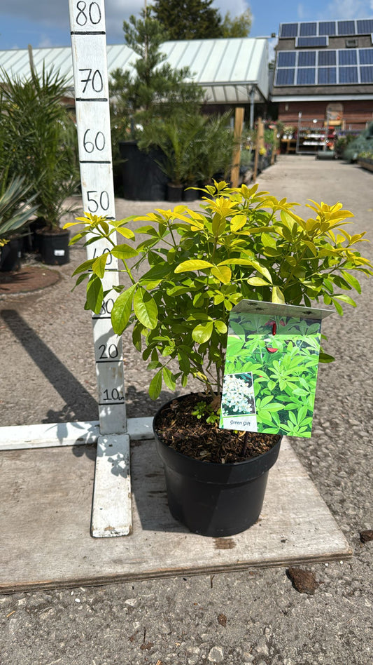 Choisya Sundance 5L