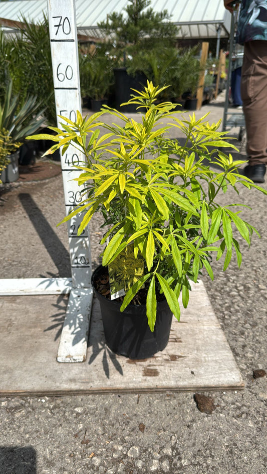 Choisya Gold Fingers 5L