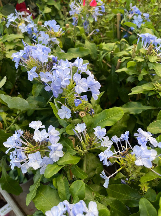 Plumbago