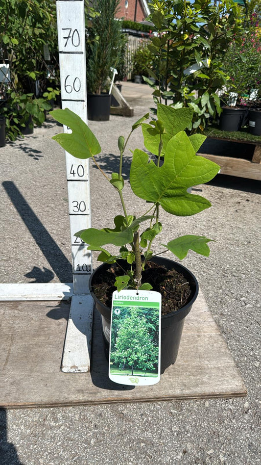 Liriodendron Ornamental tree (Tulip tree) 7.5L Pot
