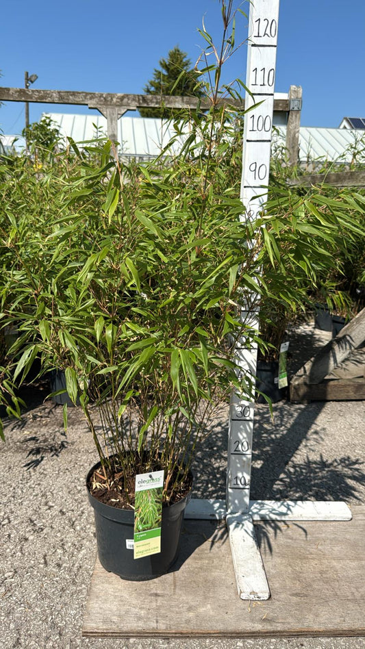 Bamboo Rufa 5L Pot