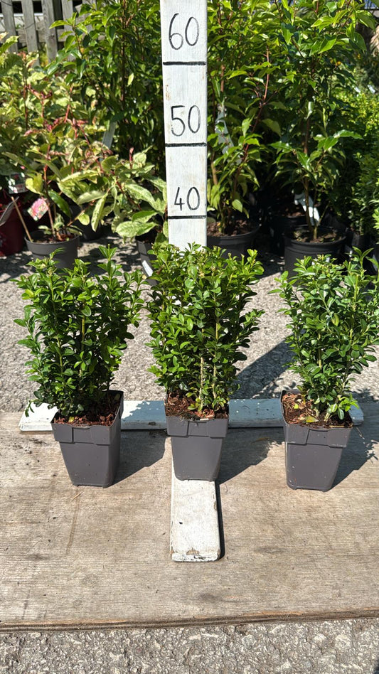 Buxus 1L Pot