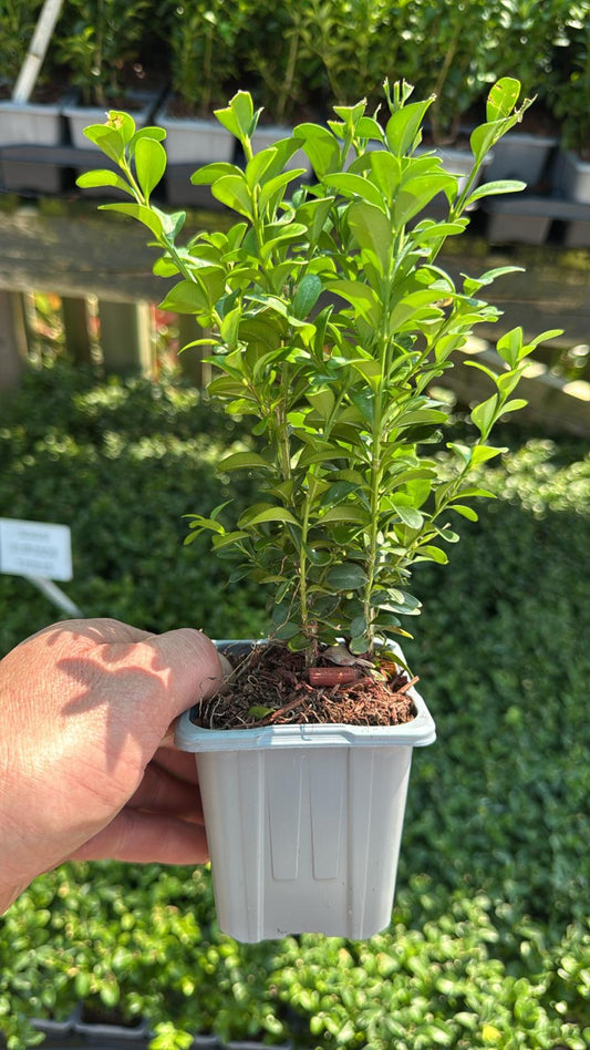 Buxus 9cm Pot