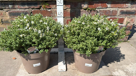 Hebe Pinguifolia 'sutherlandii 10L