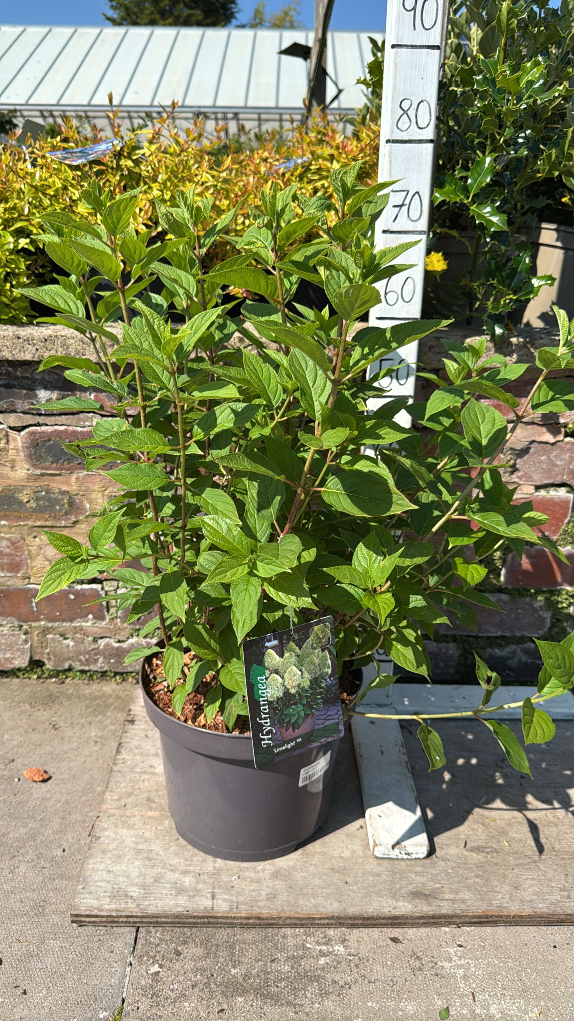 Hydrangea 'Limelight' 7.5L