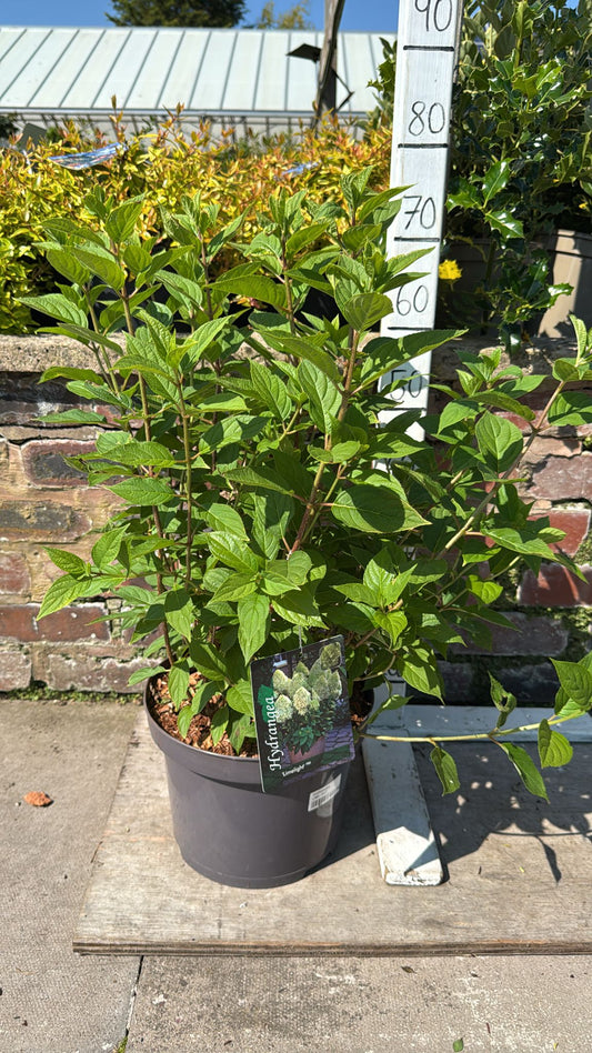 Hydrangea 'Limelight' 7.5L