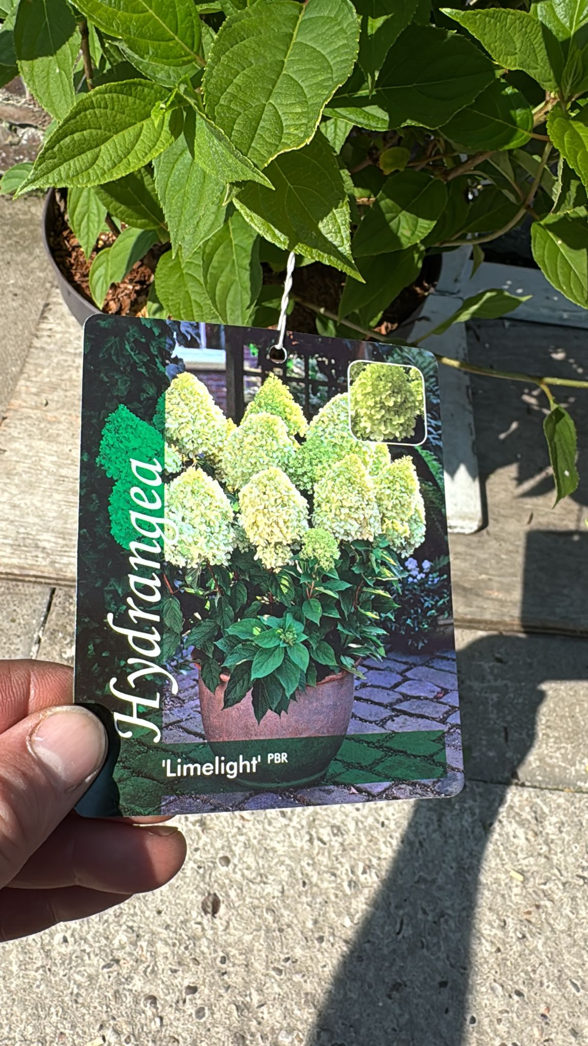 Hydrangea 'Limelight' 7.5L