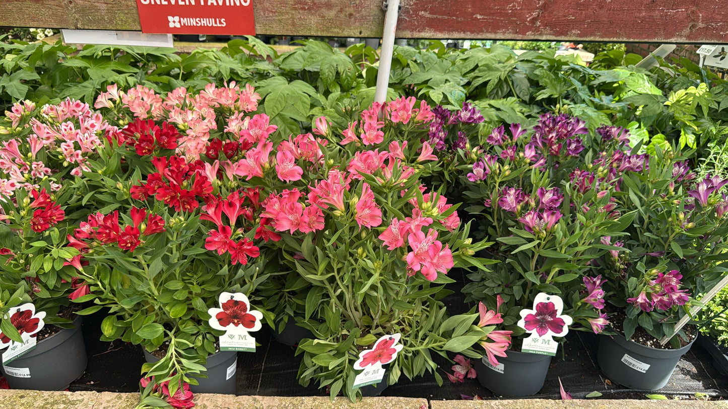 Alstroemeria 3L