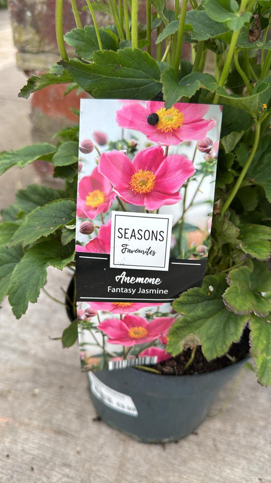Japanese Anemone, Jasmine Elsa 2L