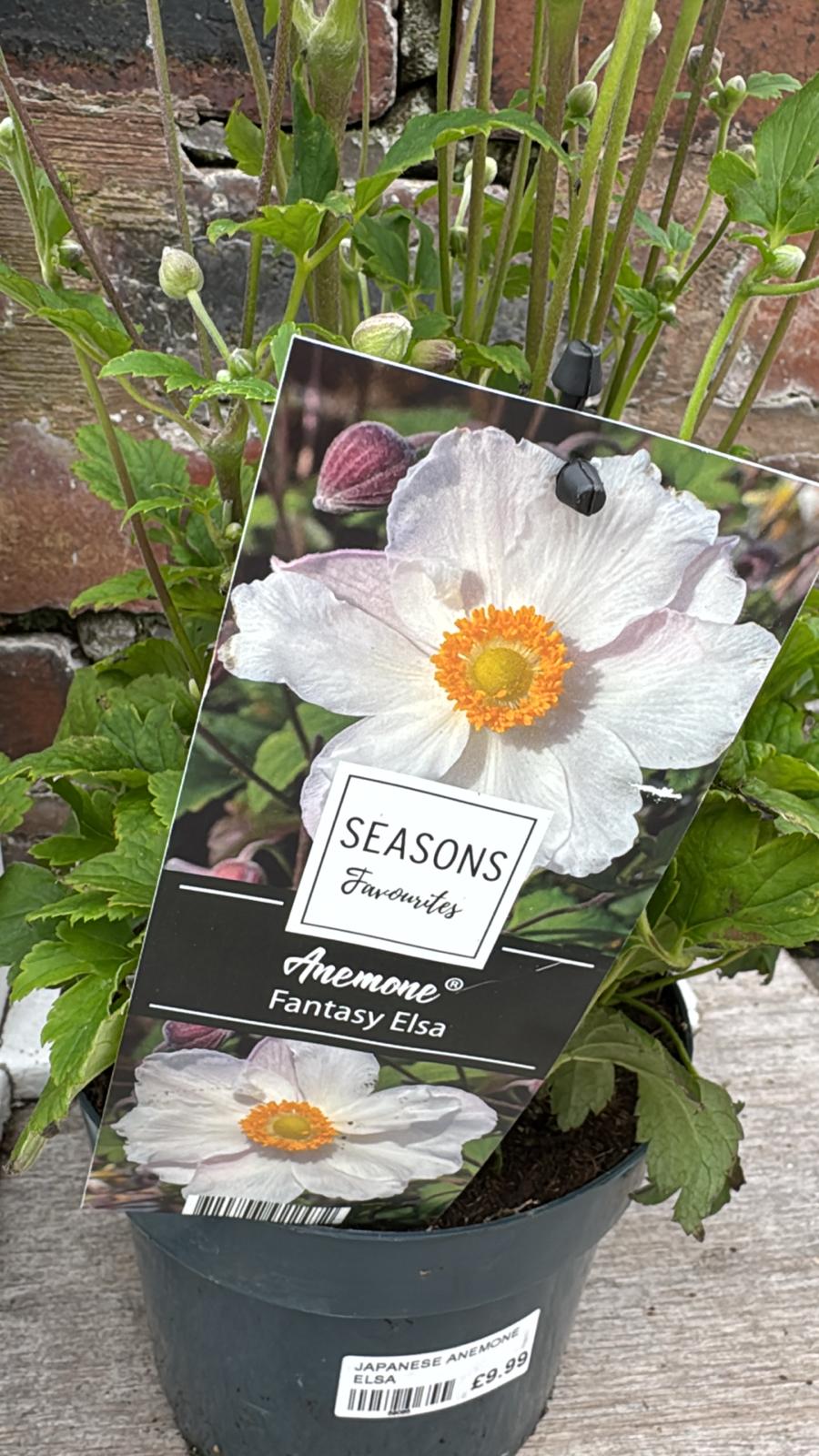 Japanese Anemone, Fantasy Elsa 2L