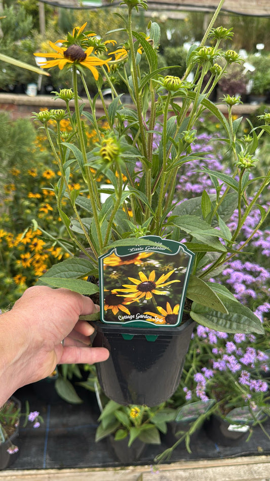 Rudbeckia 'Little Gold Star' 2L