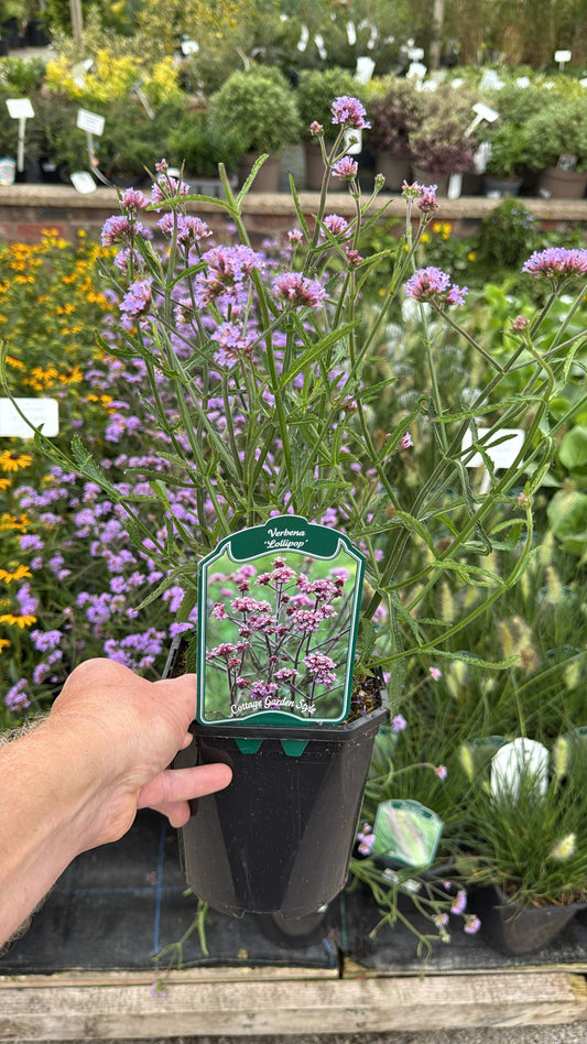 Verbena 'Lollipop' 2L
