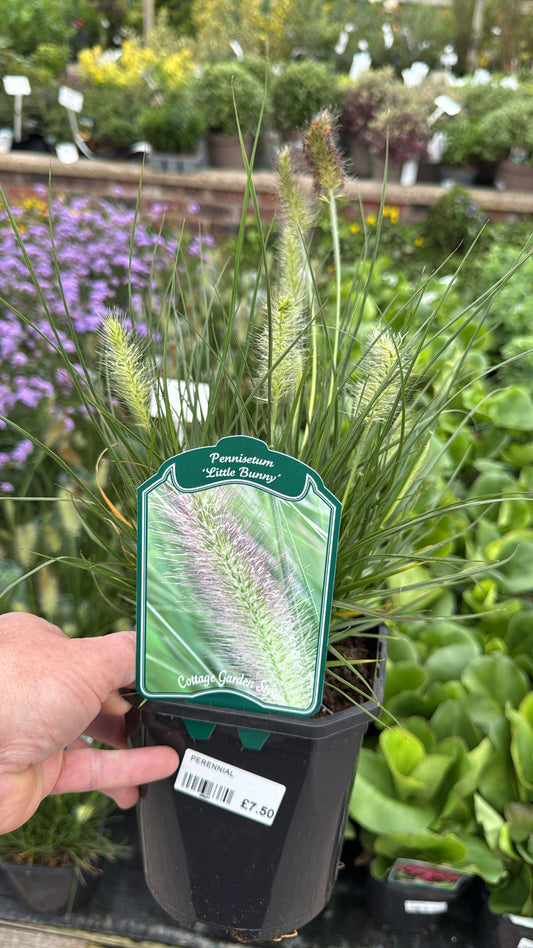 Pennissetum 'Little Bunny' 2L