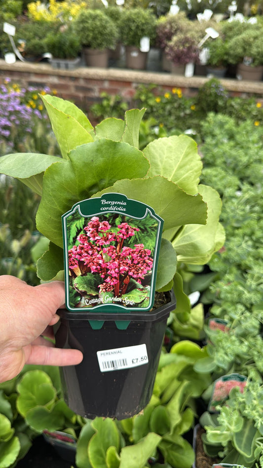 Bergenia Cordifolia 2L