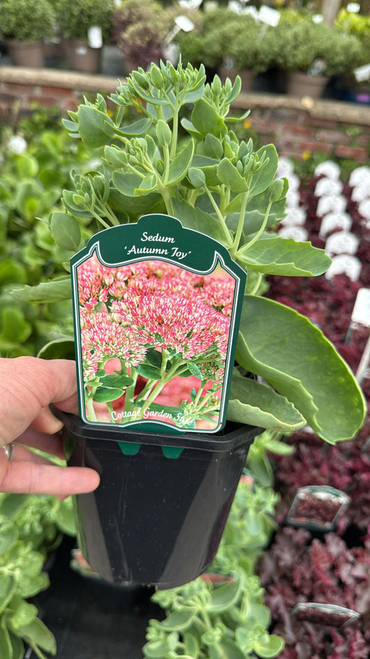 Sedum 'Autumn Joy' 2L