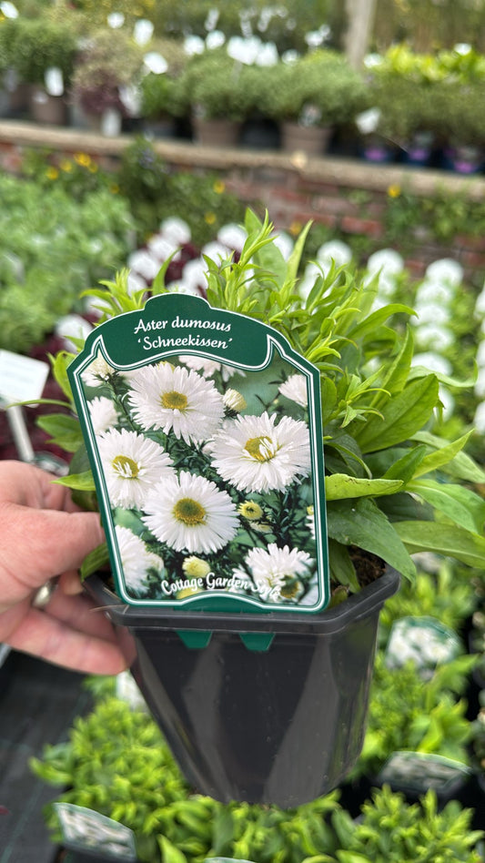 Aster Dumosus 'Schneekisser' 2L