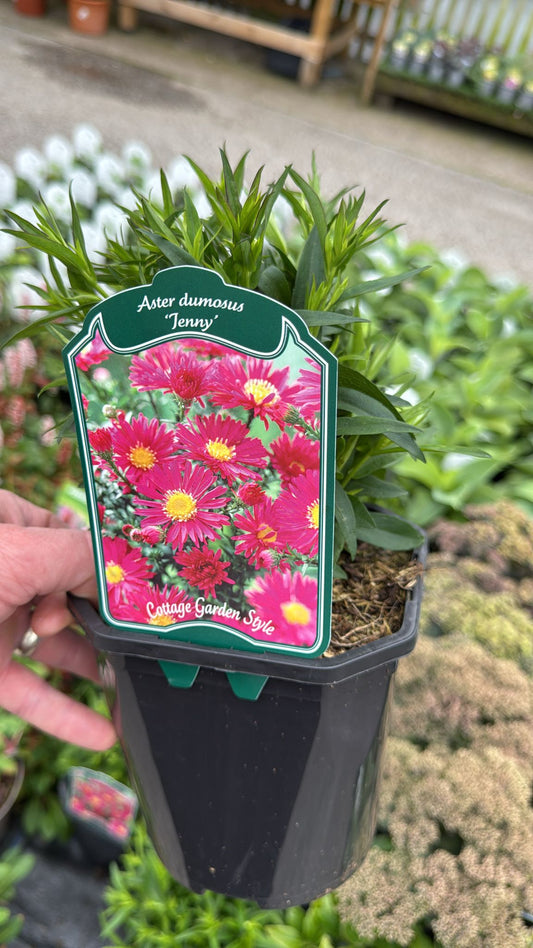 Aster Dumosus 'Jenny' 2L