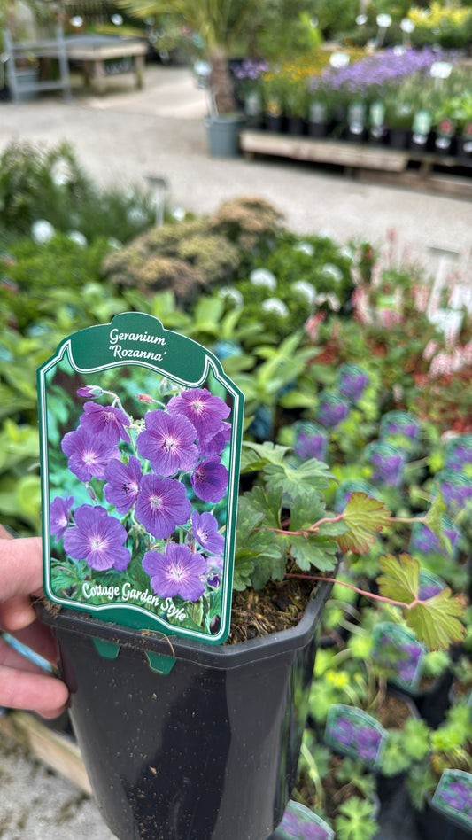 Geranium 'Rozanna' 2L
