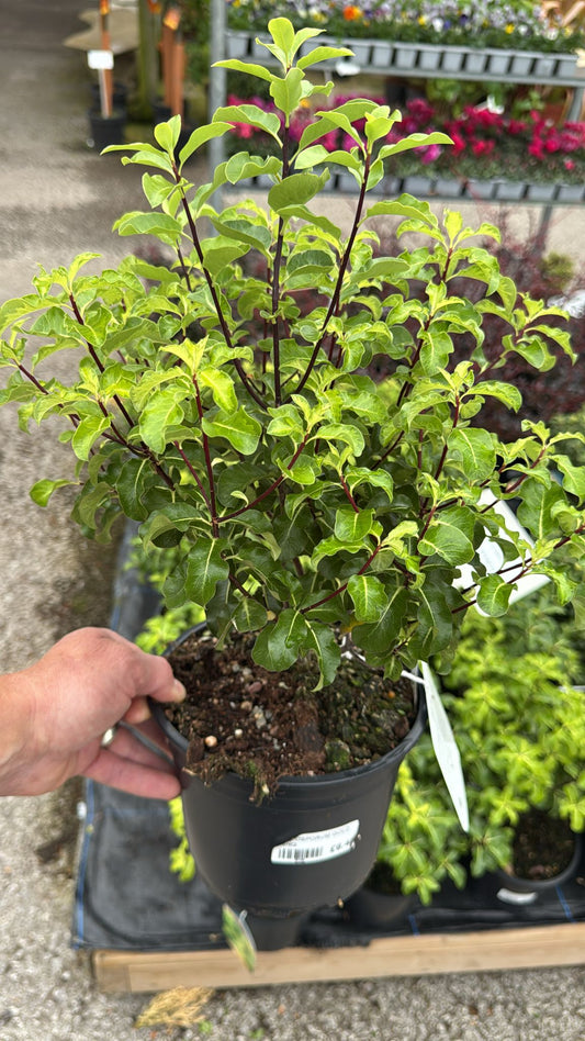 Pittosporum Tenuifolium 'Golden King'.
