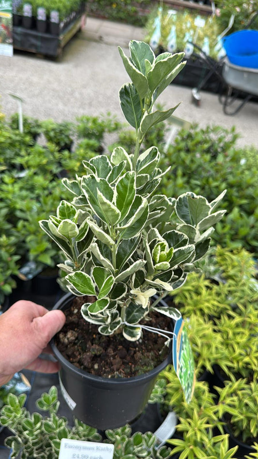 Euonymus Japonicus 'Kathy'. 2L