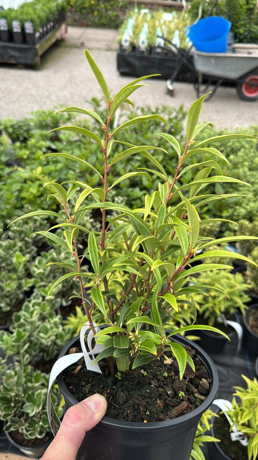Sarcococca Purple Stem 2L