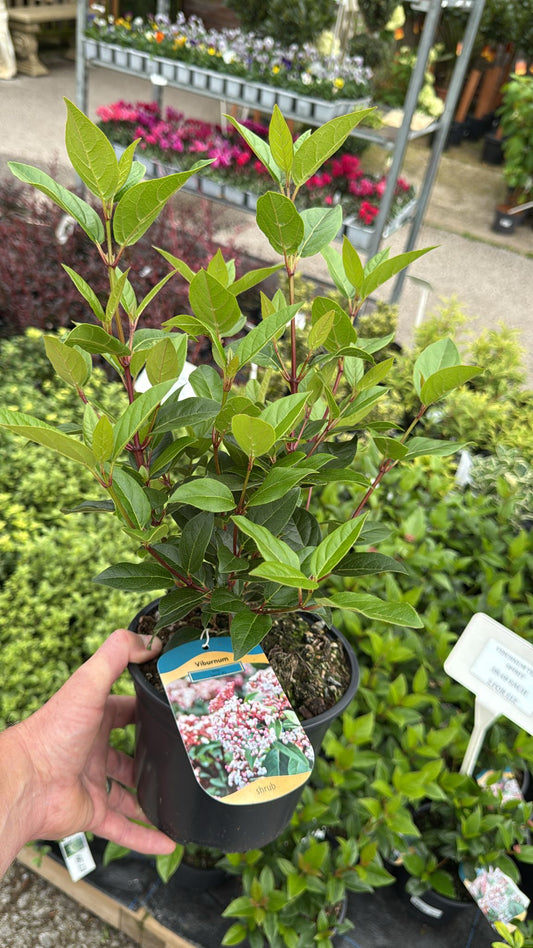Viburnum Tinus 'Spirit'.2L