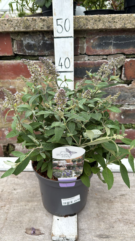 Buddleja 'Candy Blue' 3L