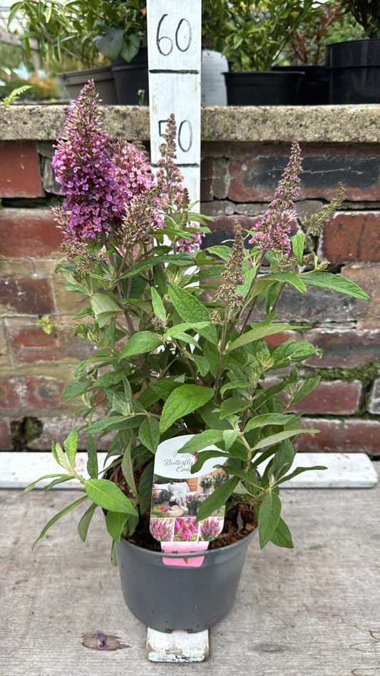 Buddleja 'Candy Purple' 3L