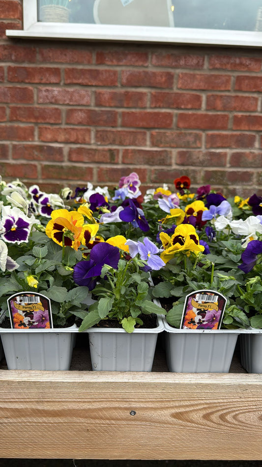 Pansy 6 Pack