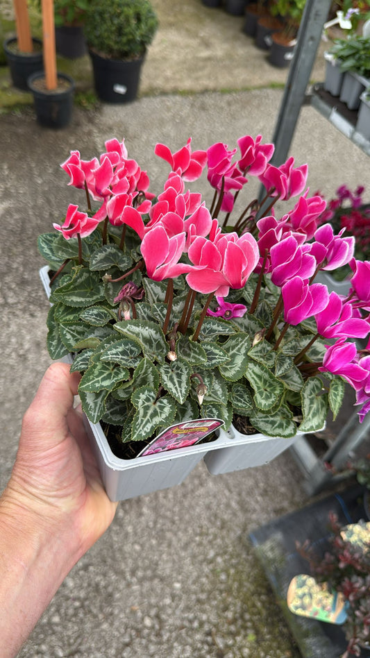 4 Pack Cyclamen