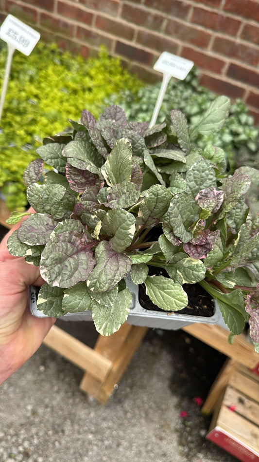 Ajuga 4 Pack