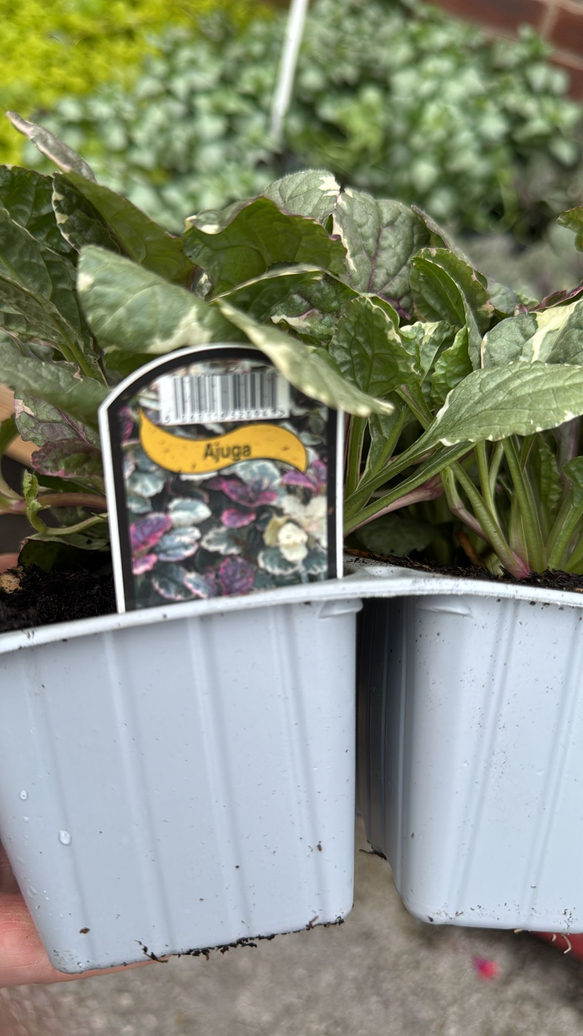 Ajuga 4 Pack