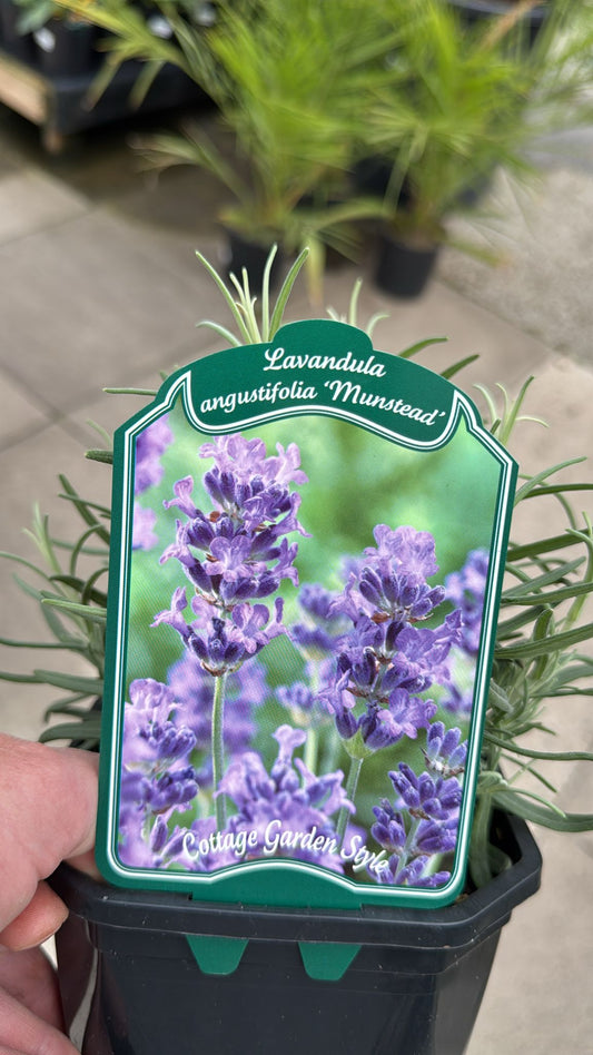Lavender 'Munstead' 2L