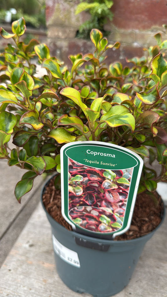 Coprosma 2L