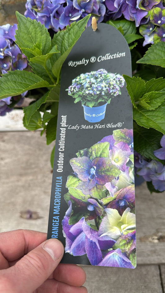 Hydrangea Royalty 3L