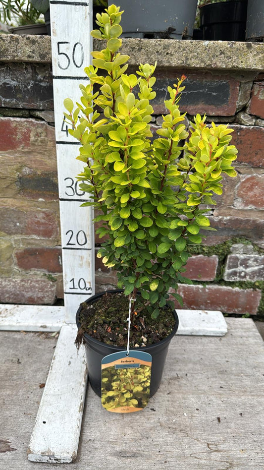 Berberis 2L