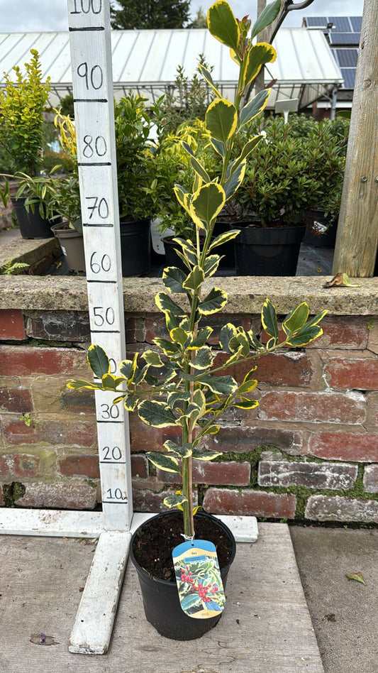 Ilex 'Golden King' (Holly) 3L