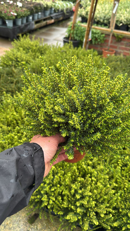 Erica 'Darleyensis' 1L