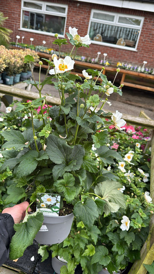 Japanese Anemone Honorine Jobert 3L