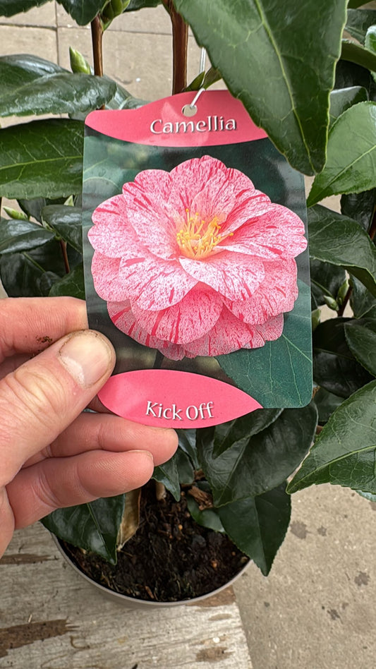 Camellia 5L