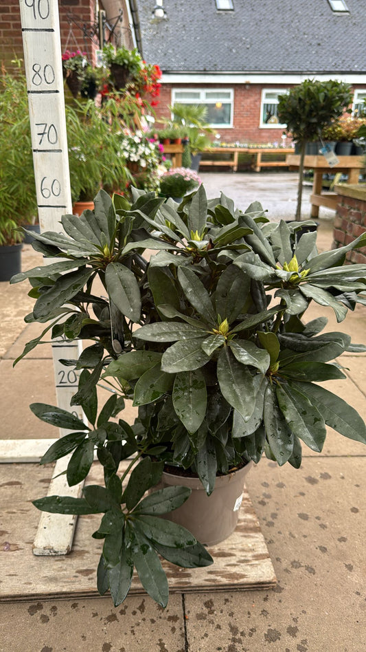 Rhododendron 'Madame Masson' 5L