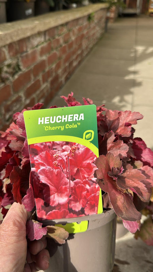 Heuchera 'Cherry Cola' 2L