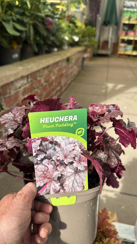 Heuchera 'Plum Pudding'. 2L