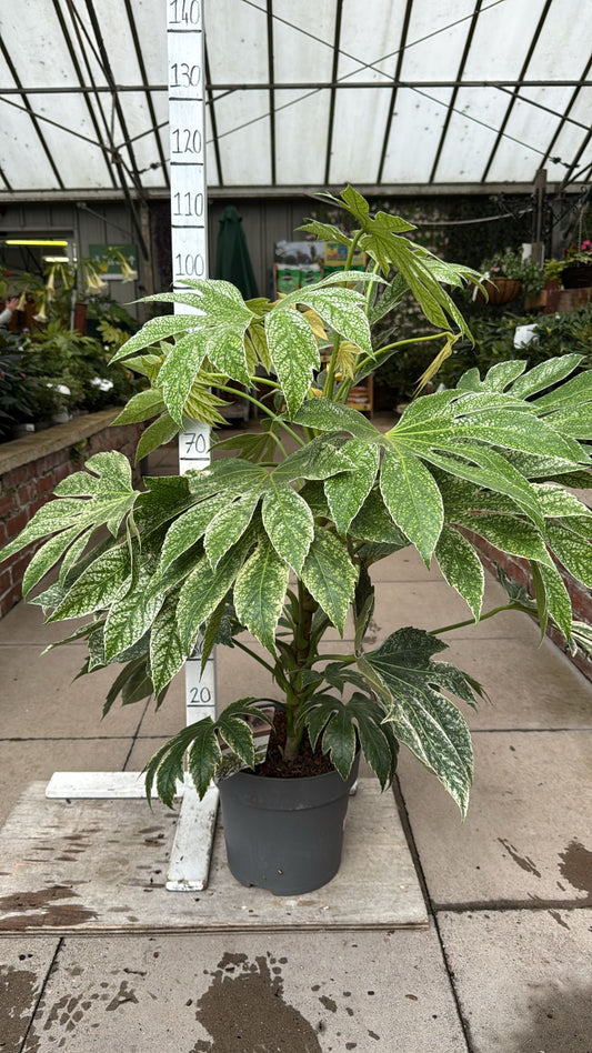 Fatsia Spiders Web. 10L
