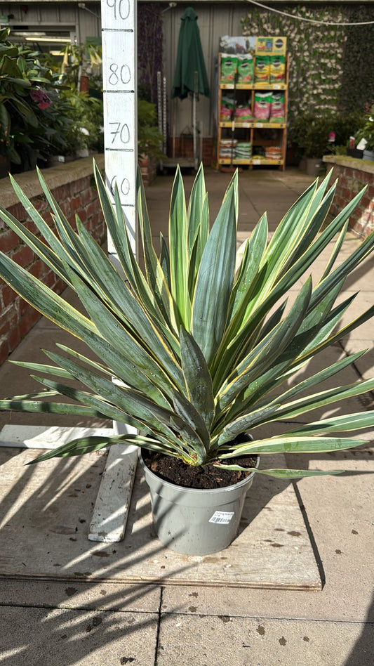 Yucca Gloriosa Variegata 4L